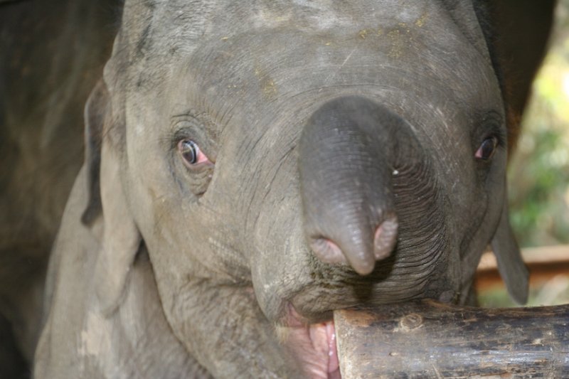 Day 9 - Chiang Mai - Elephant Camp 204